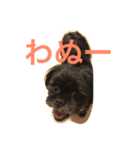 まっくろミル（個別スタンプ：1）