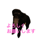 まっくろミル（個別スタンプ：6）
