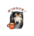 Lucky Dog vol.1（個別スタンプ：2）