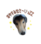 Lucky Dog vol.1（個別スタンプ：3）
