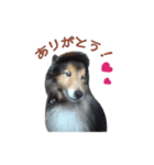 Lucky Dog vol.1（個別スタンプ：4）