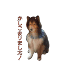 Lucky Dog vol.1（個別スタンプ：5）