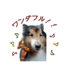 Lucky Dog vol.1（個別スタンプ：8）