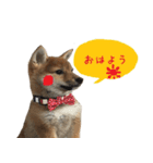 柴犬はなだよ。（個別スタンプ：7）