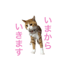 とらじろうスタンプ（個別スタンプ：19）