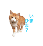 とらじろうスタンプ（個別スタンプ：20）