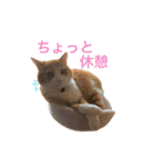とらじろうスタンプ（個別スタンプ：21）