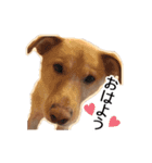 保護犬 銀さん（個別スタンプ：5）