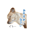 保護犬 銀さん（個別スタンプ：6）