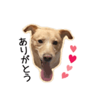 保護犬 銀さん（個別スタンプ：10）