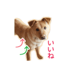 保護犬 銀さん（個別スタンプ：12）