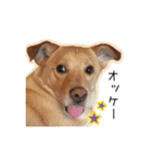 保護犬 銀さん（個別スタンプ：21）