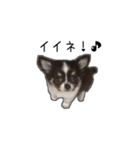 子犬のむぎとこめ（個別スタンプ：1）
