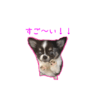 子犬のむぎとこめ（個別スタンプ：5）