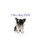 子犬のむぎとこめ（個別スタンプ：7）