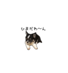 子犬のむぎとこめ（個別スタンプ：8）