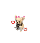 子犬のむぎとこめ（個別スタンプ：12）