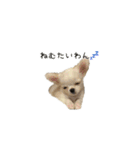 子犬のむぎとこめ（個別スタンプ：15）