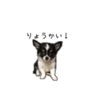 子犬のむぎとこめ（個別スタンプ：16）