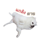 Chimi the comics（個別スタンプ：16）