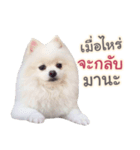 Chimi the comics（個別スタンプ：19）