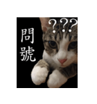 pomelo say（個別スタンプ：4）