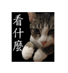 pomelo say（個別スタンプ：5）