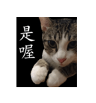 pomelo say（個別スタンプ：6）