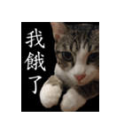 pomelo say（個別スタンプ：8）