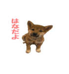 柴犬はなです。（個別スタンプ：1）