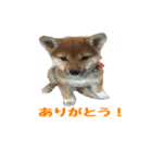 柴犬はなです。（個別スタンプ：15）