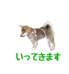 柴犬はなです。（個別スタンプ：16）