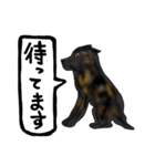 甲斐犬ぺろたん（個別スタンプ：13）