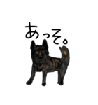 甲斐犬ぺろたん（個別スタンプ：20）