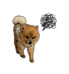 Ceeew Lovely PomPom（個別スタンプ：1）