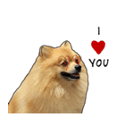 Ceeew Lovely PomPom（個別スタンプ：10）