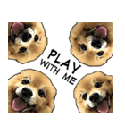 Ceeew Lovely PomPom（個別スタンプ：16）