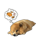 Ceeew Lovely PomPom（個別スタンプ：18）