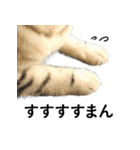 借りれる猫の手（個別スタンプ：9）