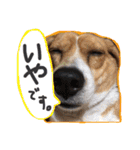 ビビ♡ビーグル（個別スタンプ：23）