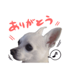 日常会話スタンプ・チワワ（個別スタンプ：1）
