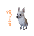 日常会話スタンプ・チワワ（個別スタンプ：8）