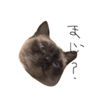 もうわかんないねこ（個別スタンプ：4）