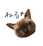 もうわかんないねこ（個別スタンプ：5）