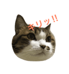 ごまの日常会話（個別スタンプ：2）
