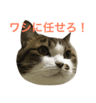 ごまの日常会話（個別スタンプ：3）