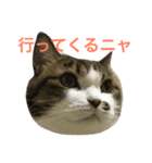 ごまの日常会話（個別スタンプ：4）