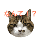 ごまの日常会話（個別スタンプ：5）