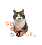 ごまの日常会話（個別スタンプ：6）