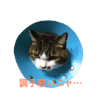 ごまの日常会話（個別スタンプ：9）